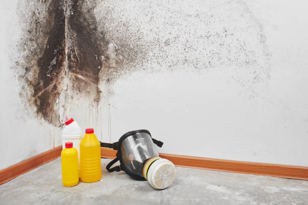 Best Fast Mold Removal  in Oyster Creek, TX