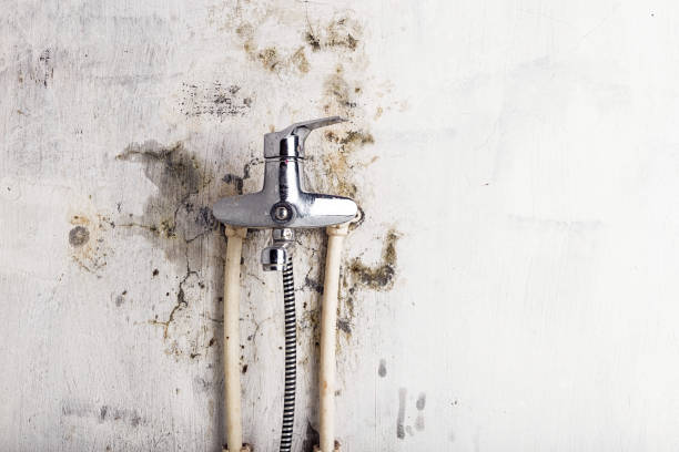 Best Home Mold Removal  in Oyster Creek, TX