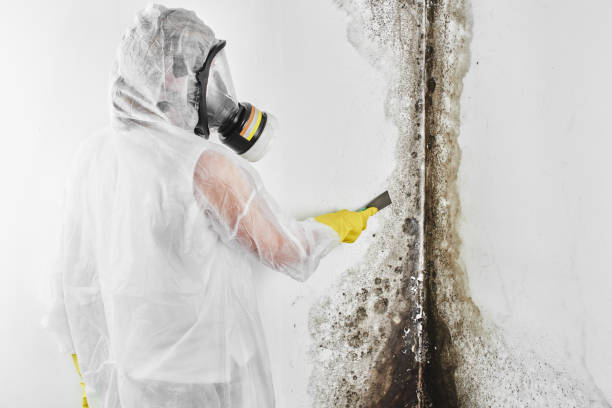 Best Mold Testing  in Oyster Creek, TX