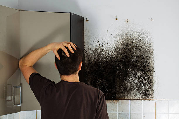 Best Fast Mold Removal  in Oyster Creek, TX